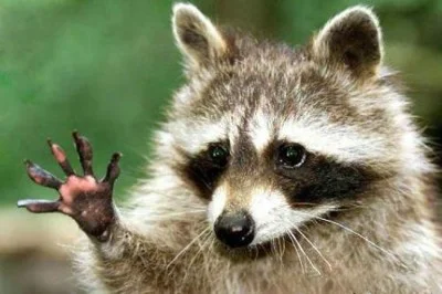 cute-raccoon-waving-400x266.webp