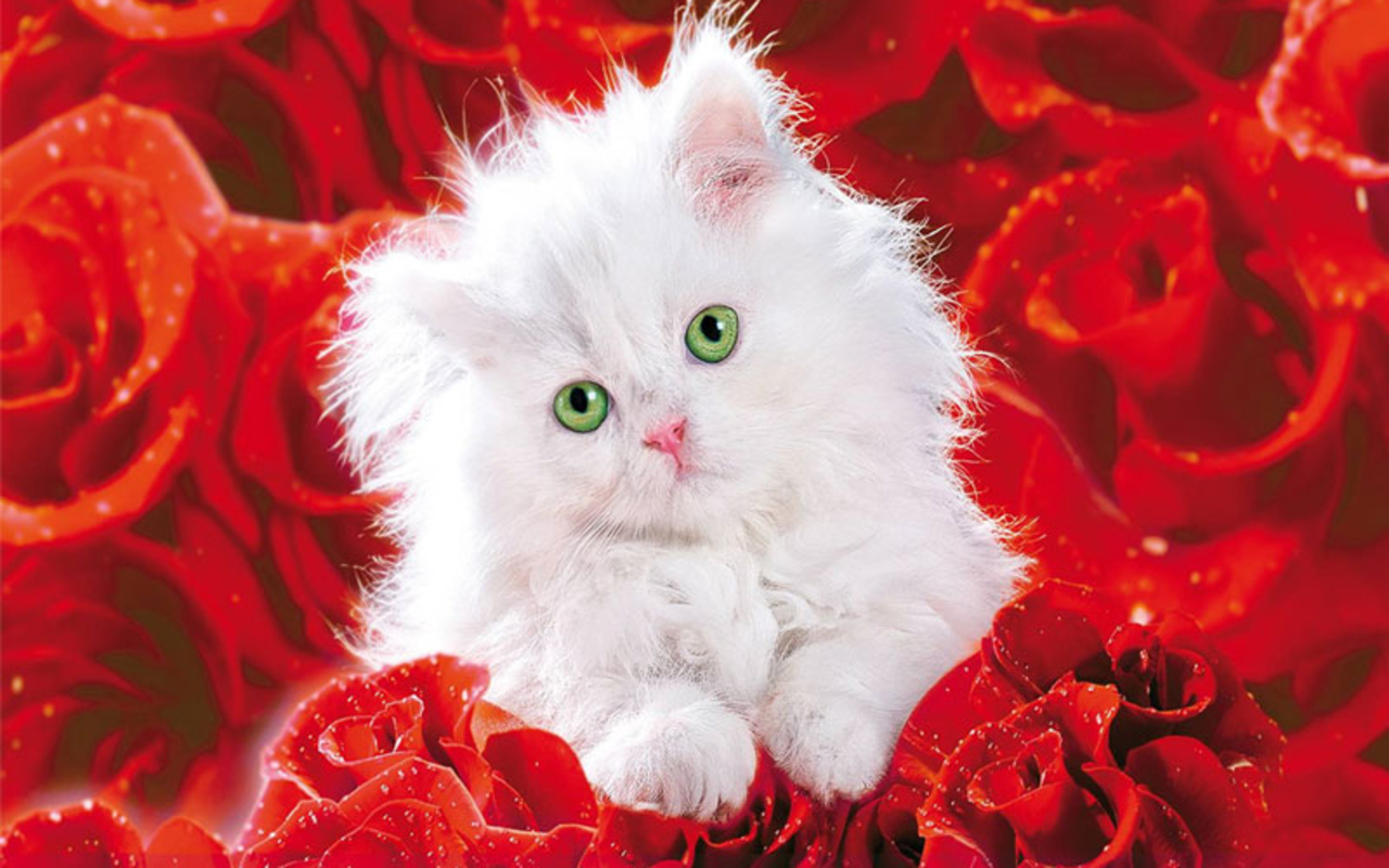 cute-red-roses-wallpaper-13-pretty-kitty-roses-wallpaper-25517192-fanpop.jpg