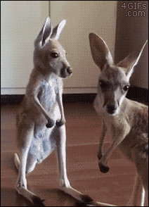 Cutebabykangaroo_yapfiles.ru.gif
