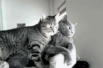 cutest-cat-gifs-snuggling.gif