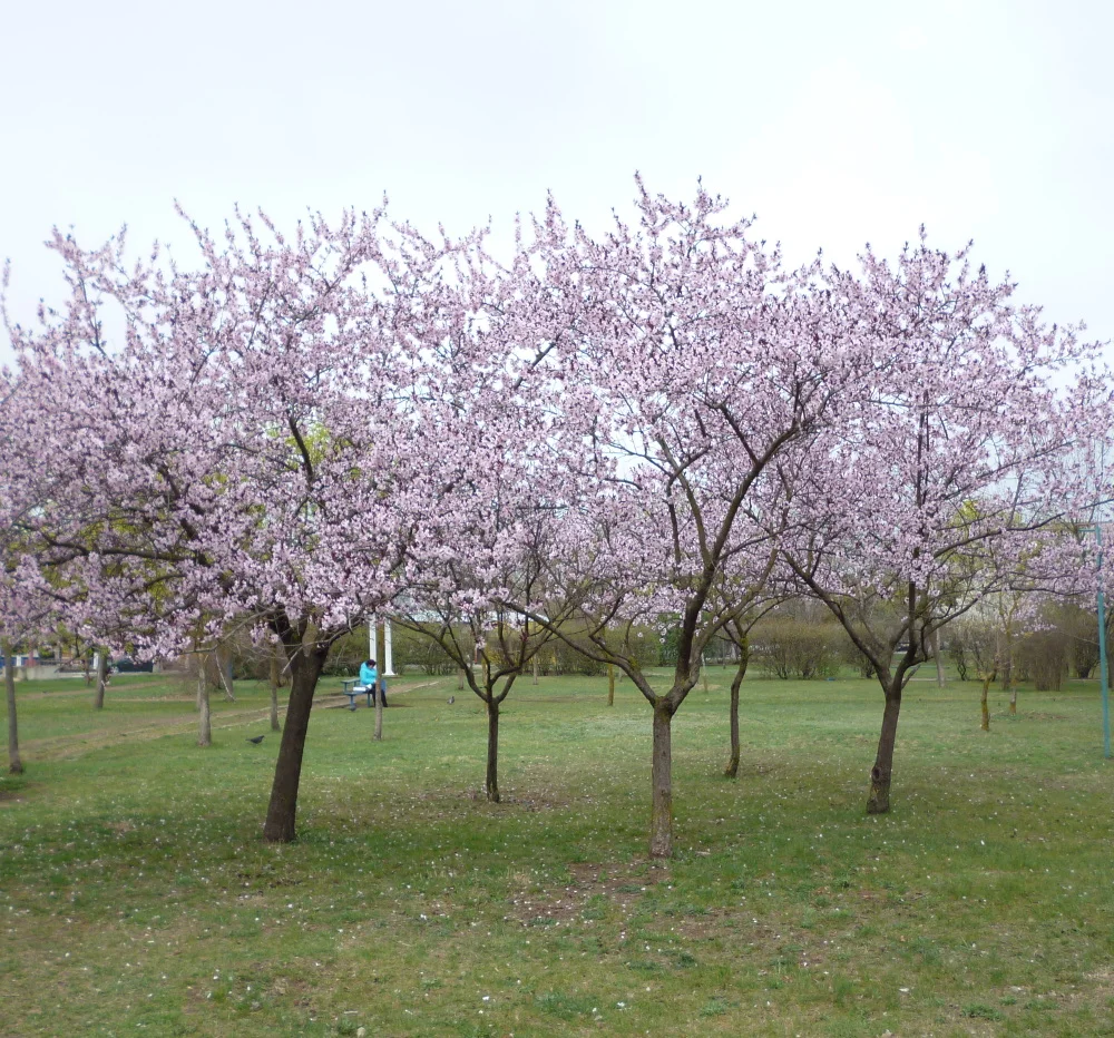 цветет миндаль 2019 апрель.webp