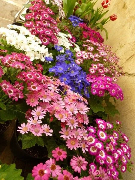 цветики ..webp