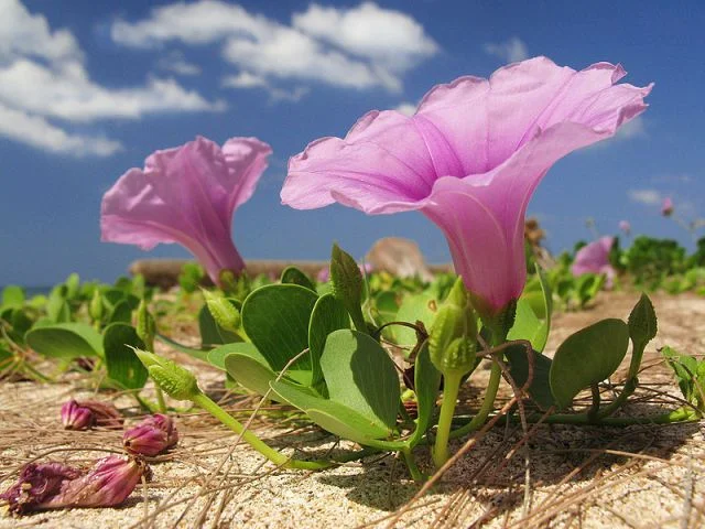 цветочки 4.webp