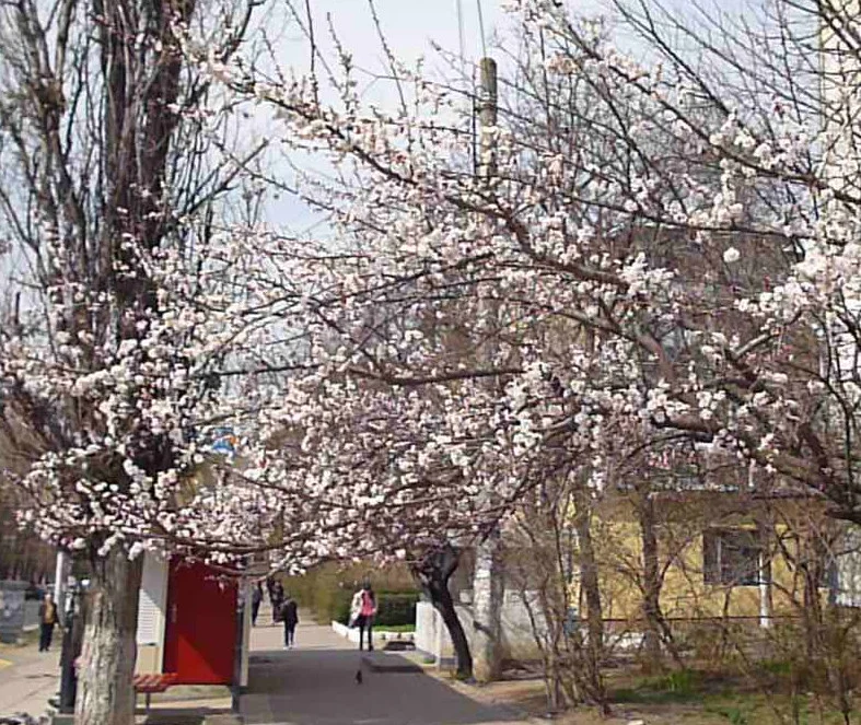 цветущая абрикоса2.webp