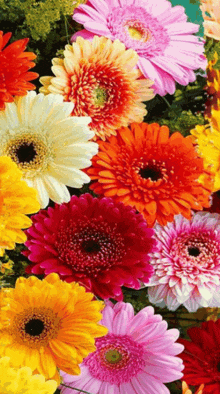 цветы----герберы-герберы.gif