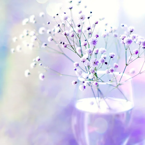 цветы яне.webp