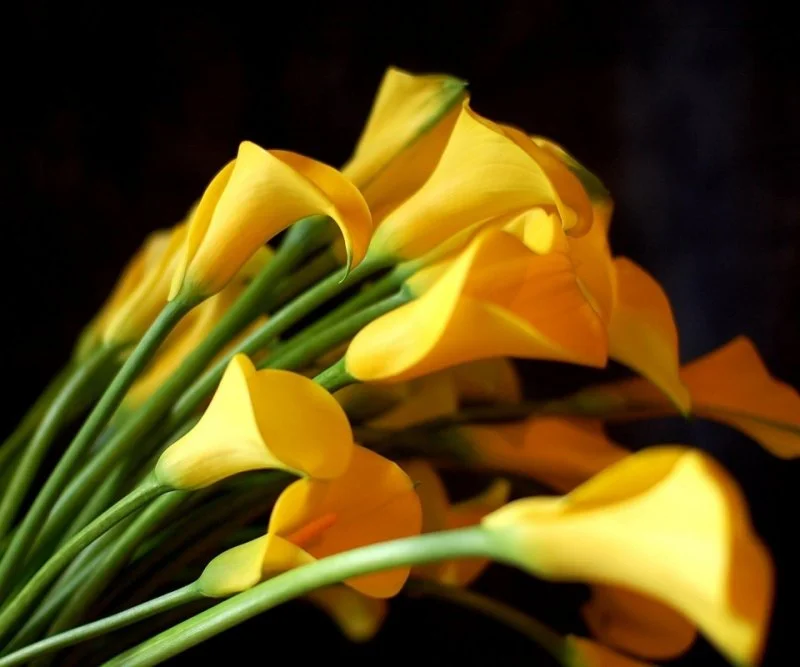 цветы ксен.webp