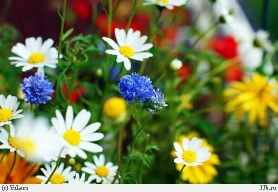 цветы пол.webp