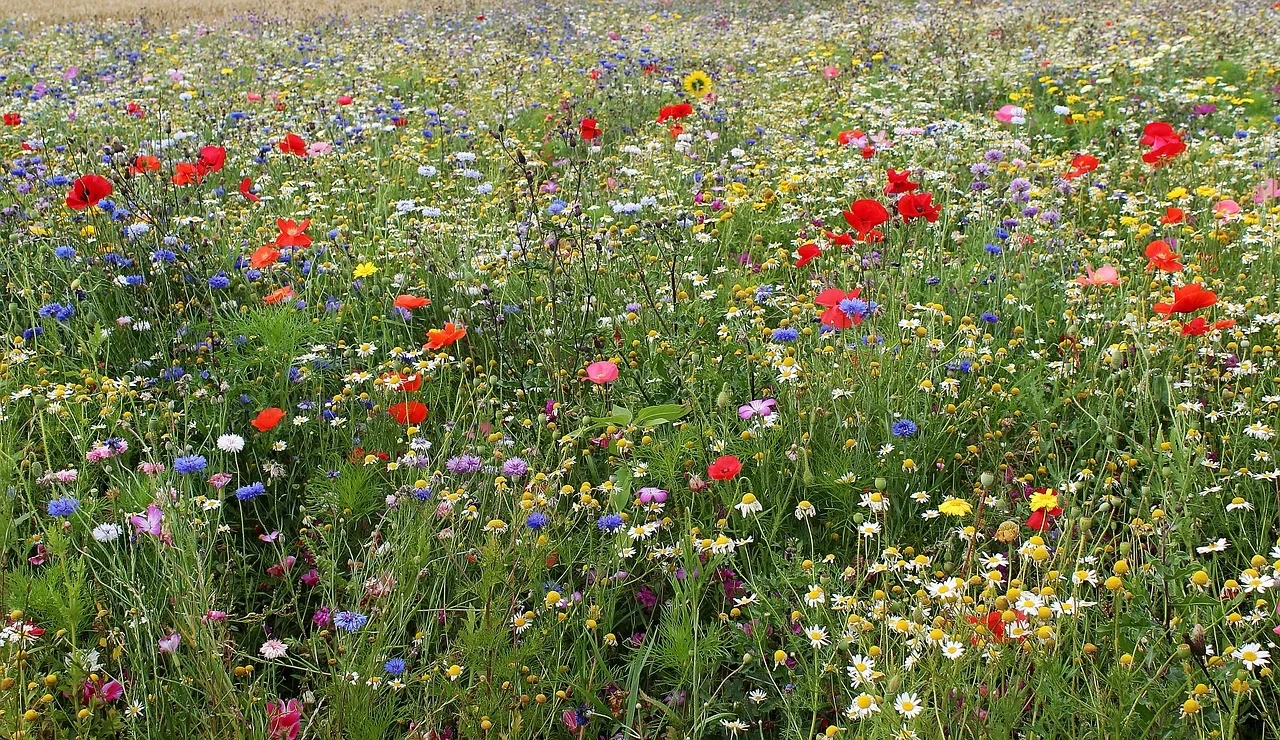 цветы полевые.webp