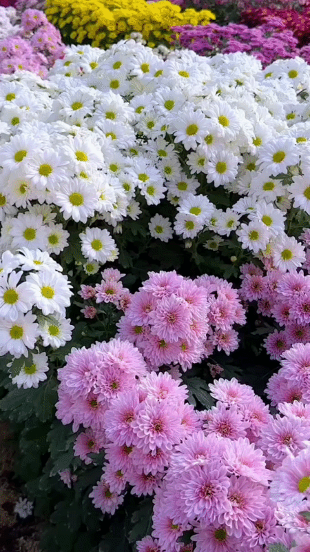 Цветы Разные.gif