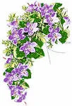 цветы.webp