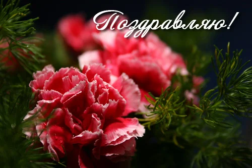 цветы.webp
