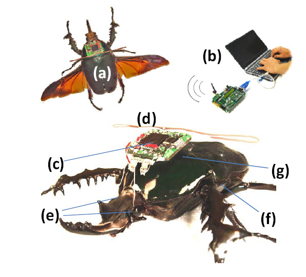 cyborg-insect-robot-spy[1].jpg