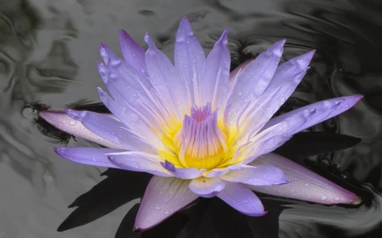 d45029655be5218b516241efccec4151.webp
