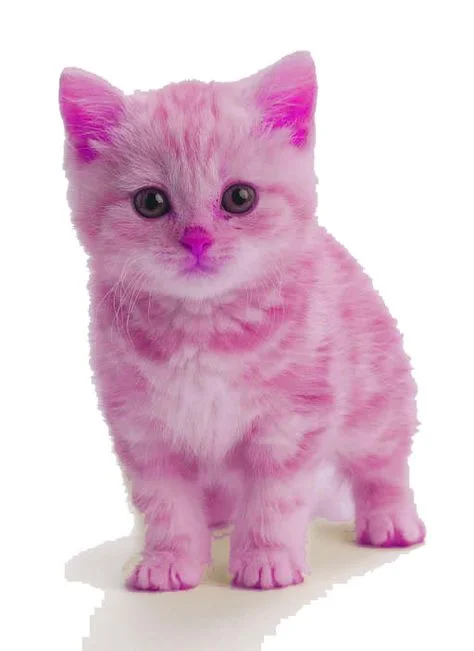 d7a0a73957e7117dab199a7189575d42--pink-cat-pink-girl.webp