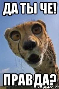 да ты че правда.webp