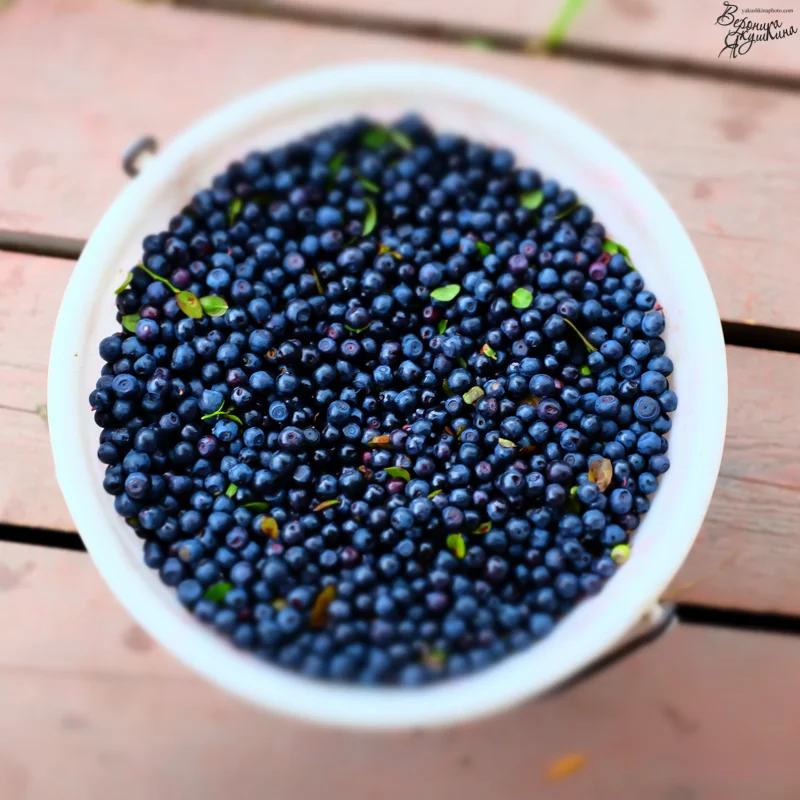 дача-6859.webp