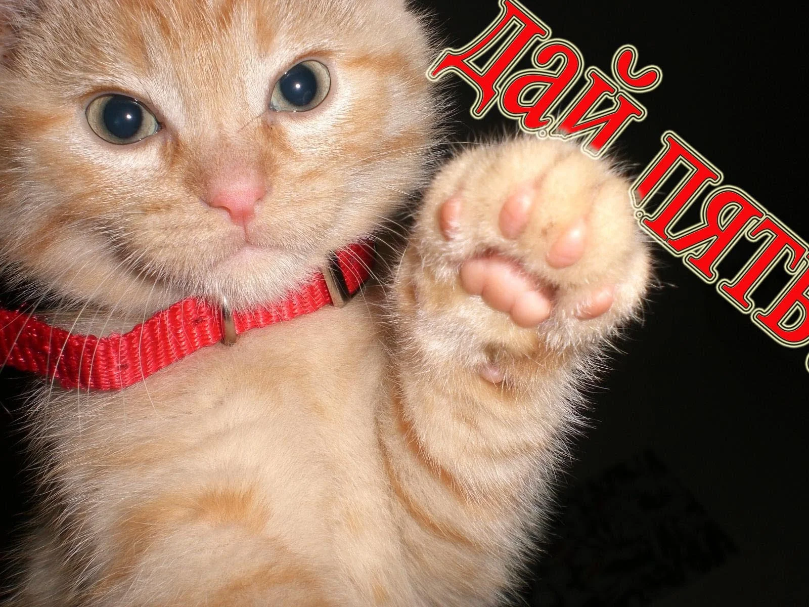 дай пять.webp