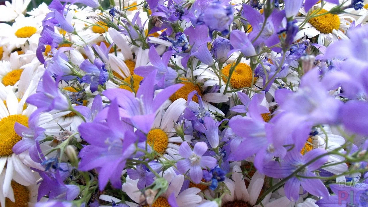 daisies-and-bluebels.webp