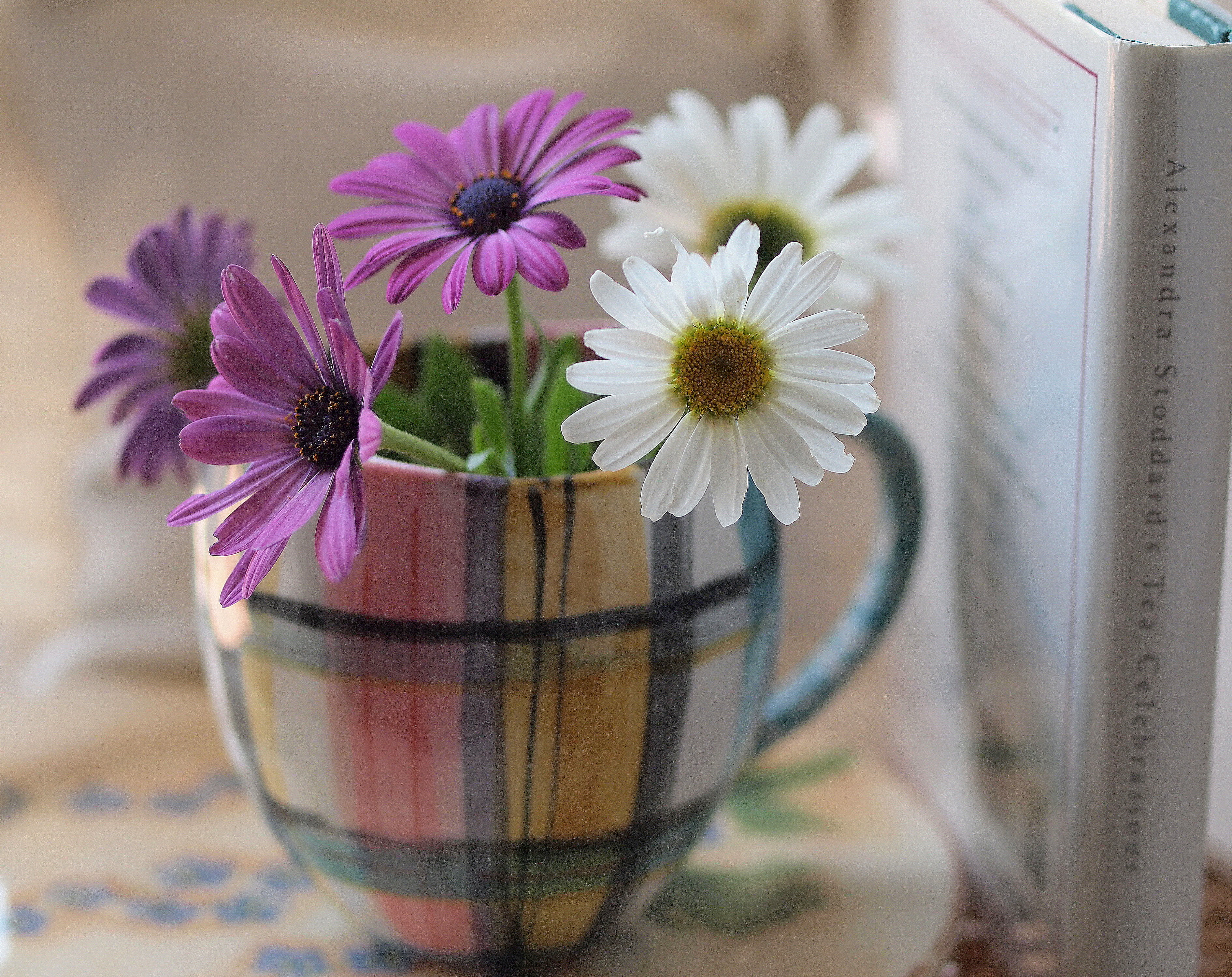 daisies-books-1126062.jpg