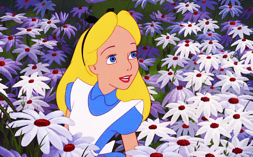 daisy-flowers-49.gif