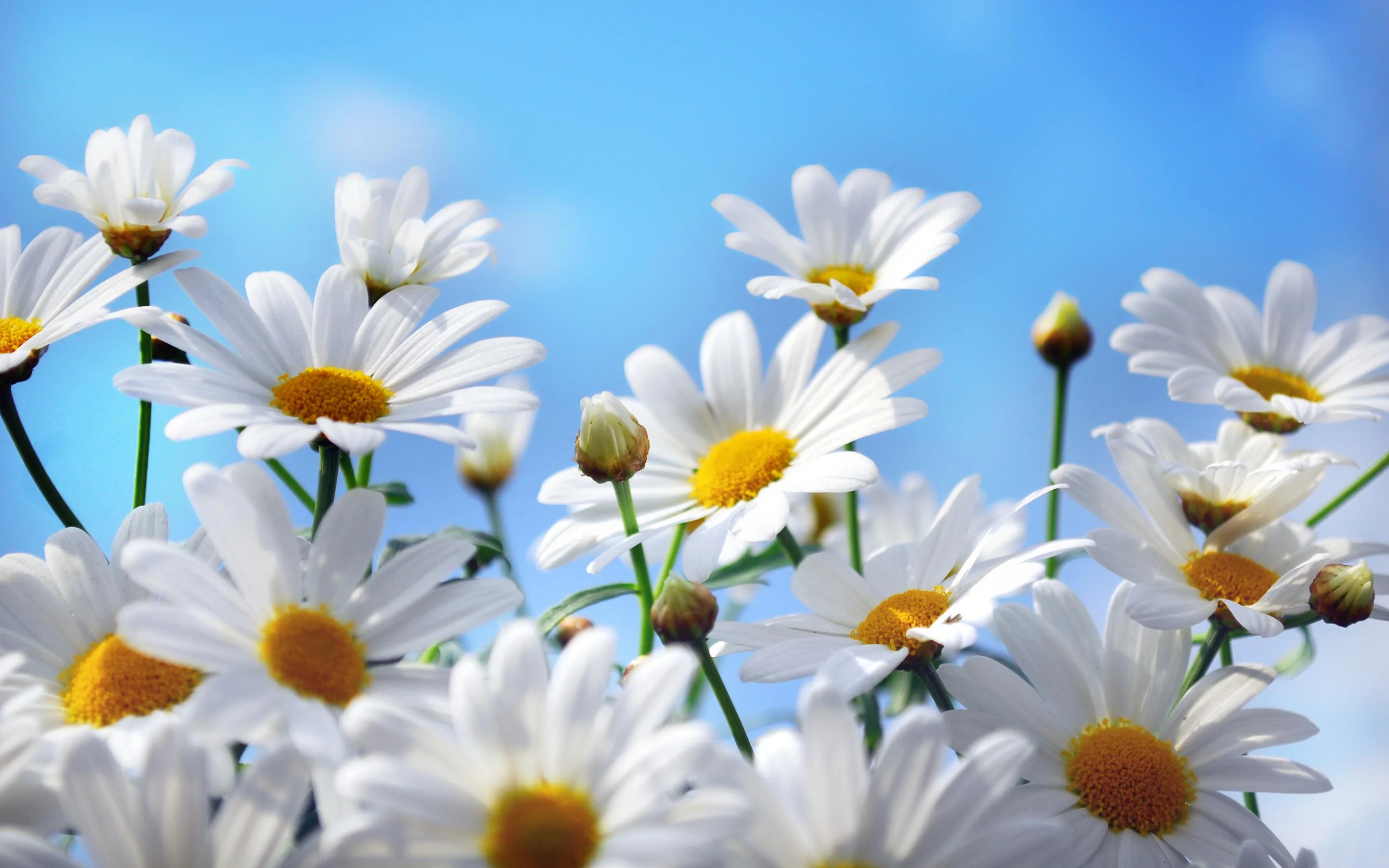 Daisy.webp