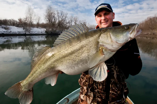 Dalien Vignjevic 23lb 8oz zander TG.webp