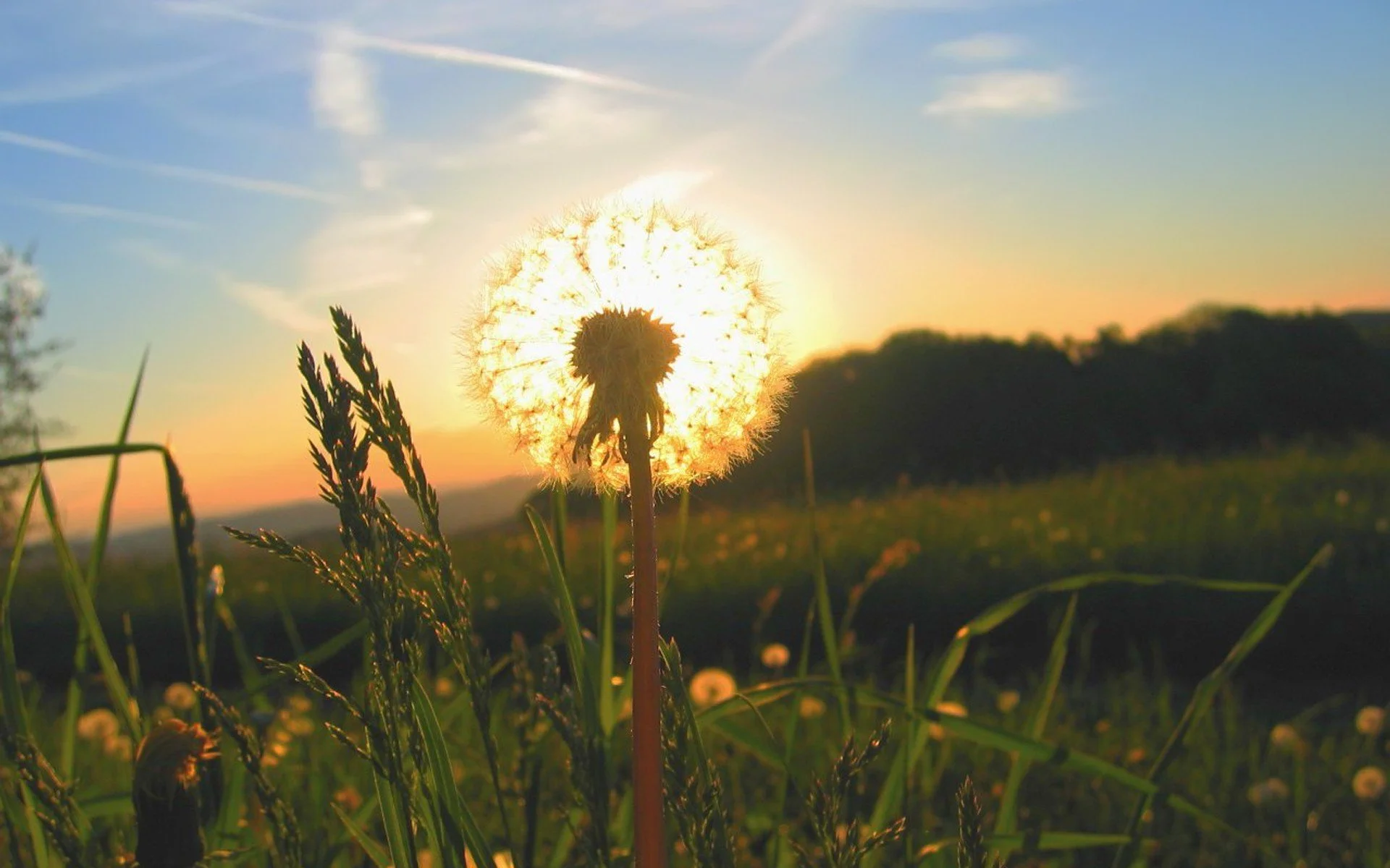 dandelion-grass-sunrise-light.webp