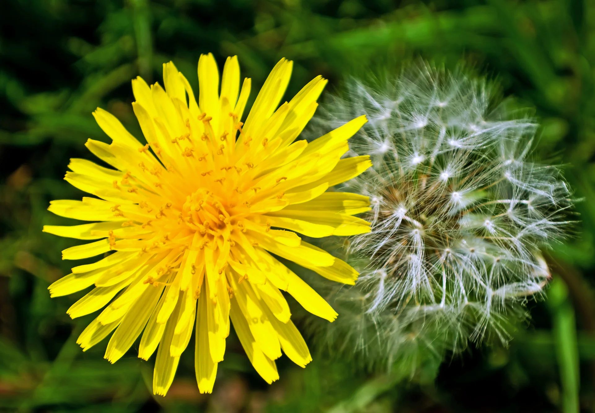 dandelions-1337890603DjW.webp