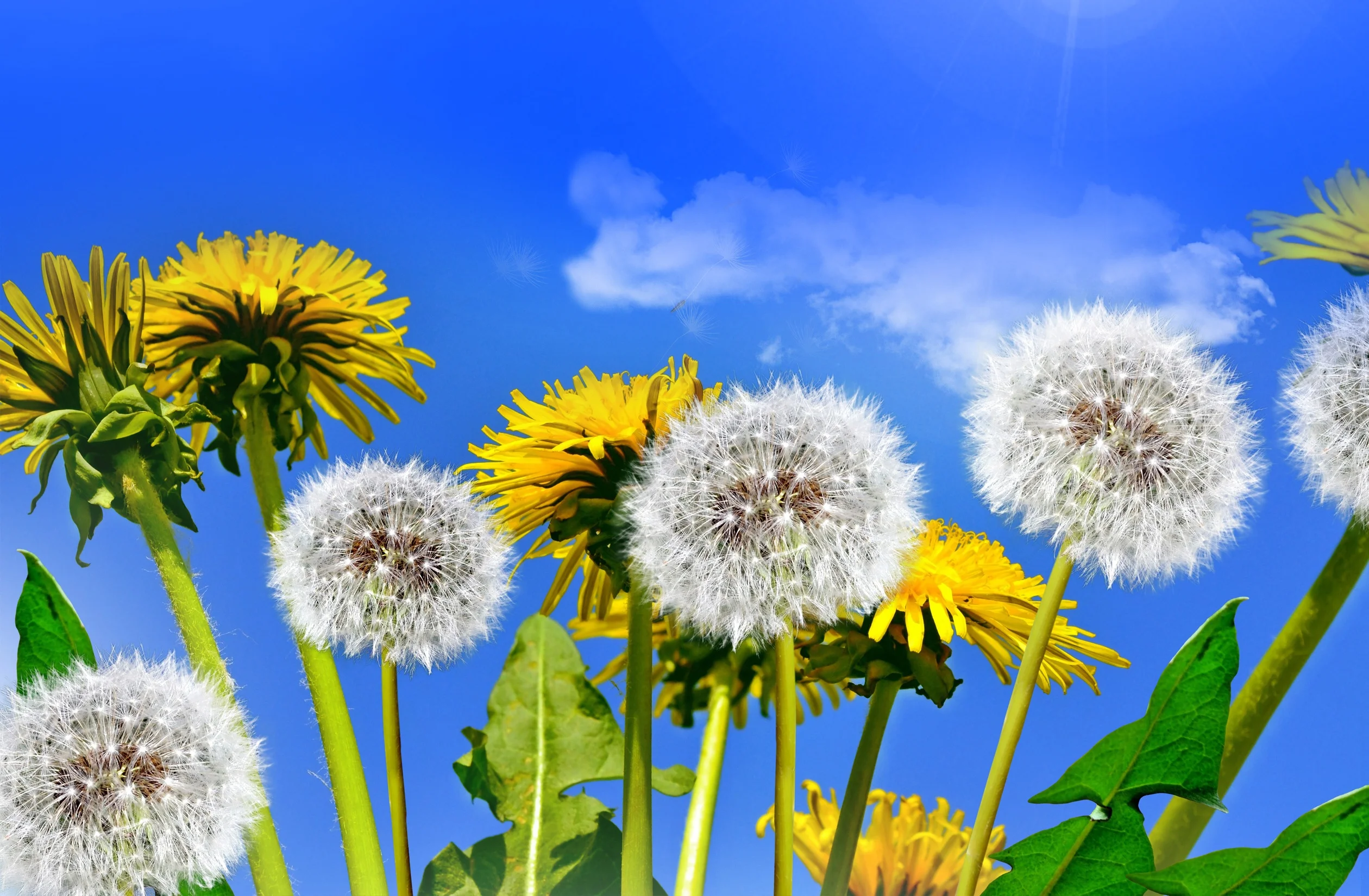 Dandelions_Closeup_530485_2520x1650.webp