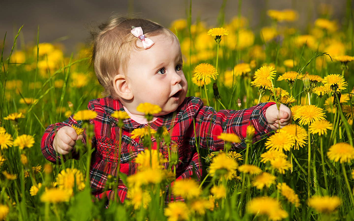 Dandelions_Little_girls_495864_1440x900.jpg