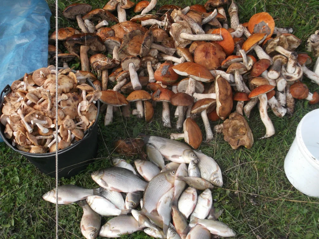 дары тайги.webp