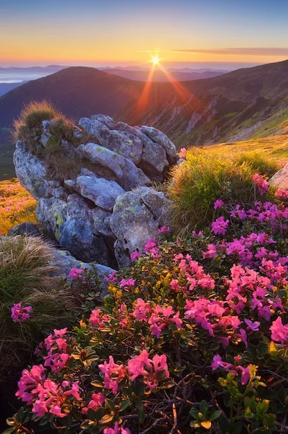 dawn-with-flowers-in-the-mountains_209487-41.webp