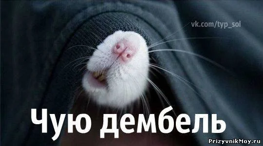 дембель.webp