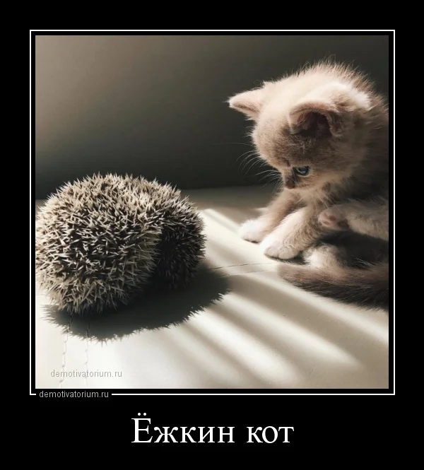 demotivatorium_ru_ejkin_kot_142012.webp