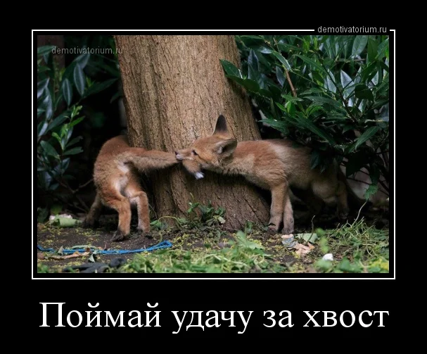 demotivatorium_ru_pojmaj_udachu_za_hvost_160158.webp