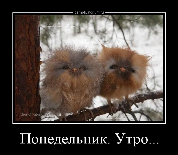 demotivatorium_ru_ponedelnik_utro_67515.webp