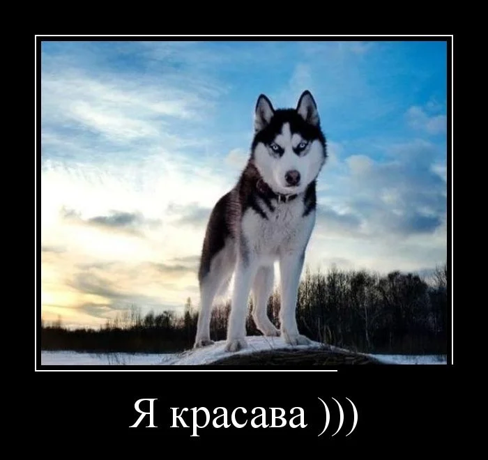 demotivatory_05.webp
