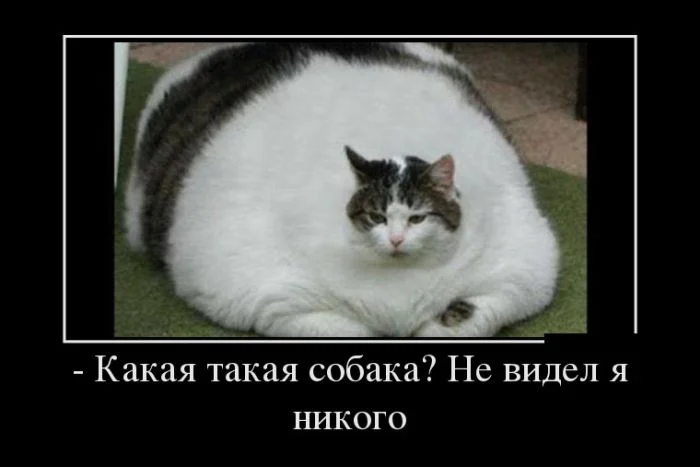 demotivatory_11 (2).webp