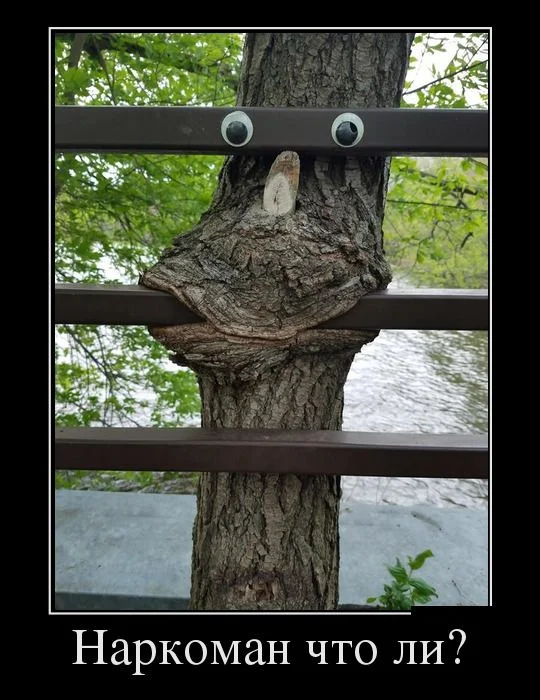 demotivatory_13 (2).webp