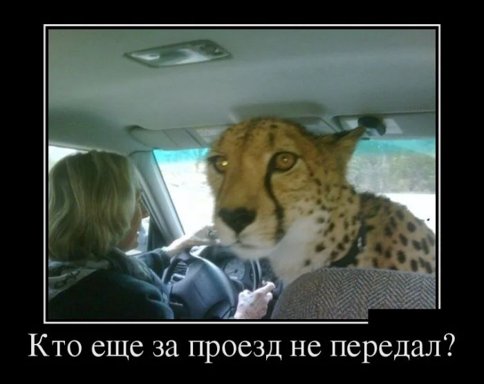 demotivatory_15 (2).webp