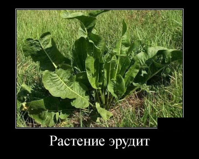 demotivatory_20 (1).webp