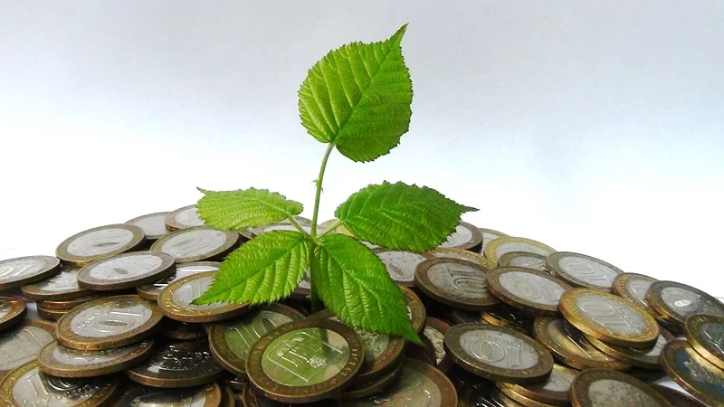 Денежное дерево..webp