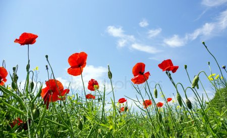 depositphotos_1059519-stock-photo-poppy-red.jpg