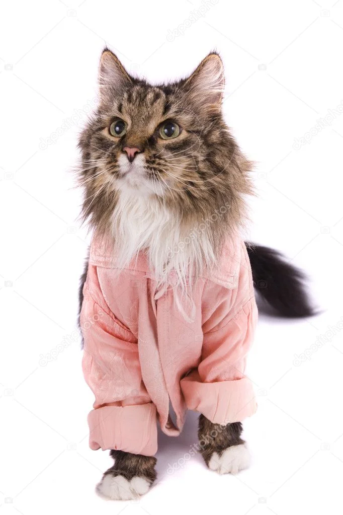 depositphotos_1166747-stock-photo-cat-clothed-pink-bathrobe.webp