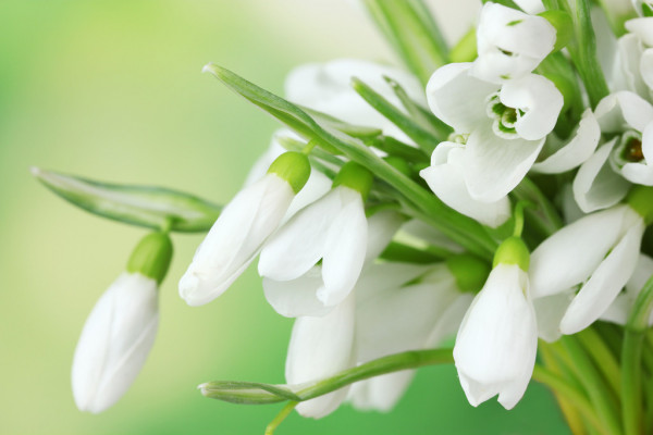 depositphotos_11780405-stock-photo-beautiful-snowdrops-on-green-background.jpg