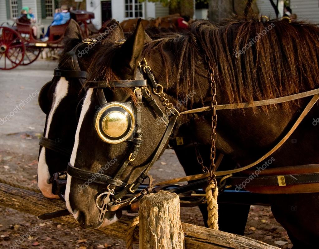 depositphotos_1275504-stock-photo-pair-of-horses-tied-to.jpg