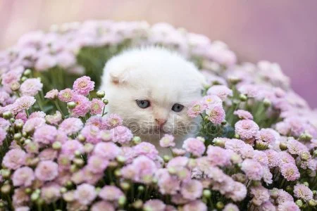 depositphotos_129246006-stock-photo-kitten-sitting-in-flowers.webp