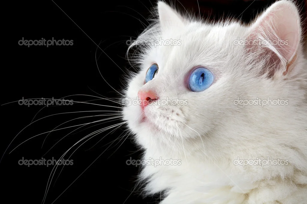 depositphotos_1315226-Portrait-of-a-white-cat.webp