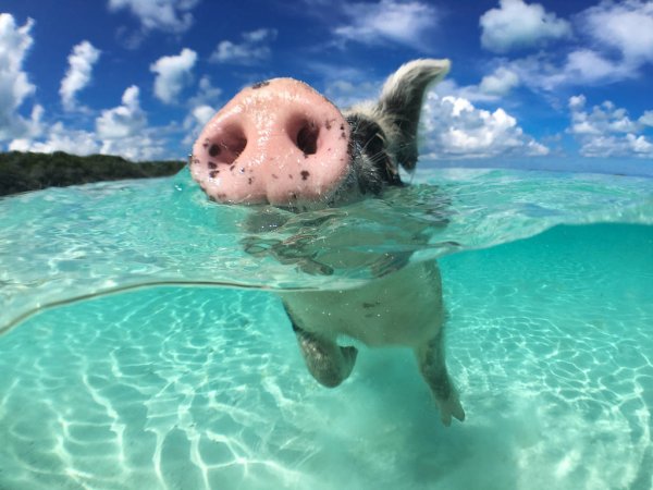 depositphotos_133497658-stock-photo-wild-swimming-pig-on-big[1].jpg